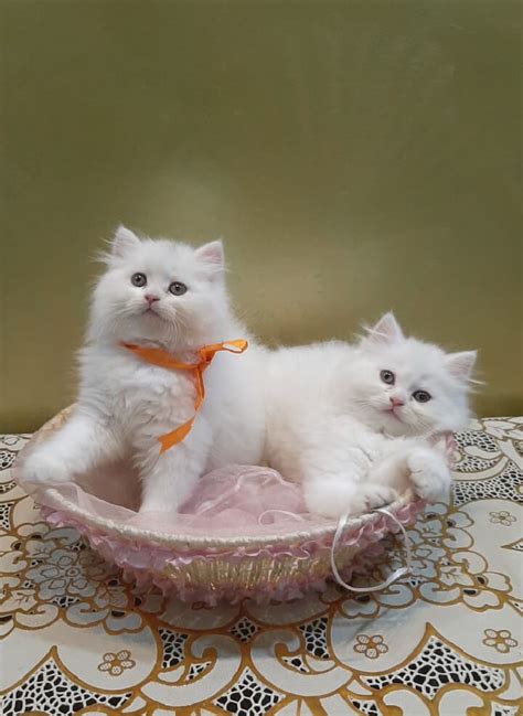 persian cat price delhi